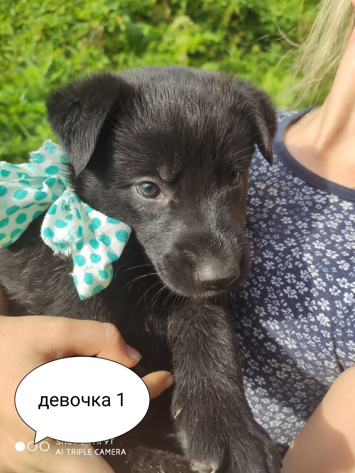 Помогите пожалуйста доставить щенка в д. Сатышево