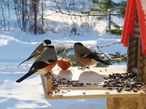 #Акция@mddvolonter_kizner  ❄Акция «Покормите птиц зимой»❄  В зимний период